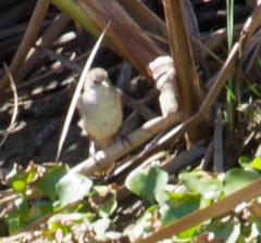 Acrocephalus gracilirostris