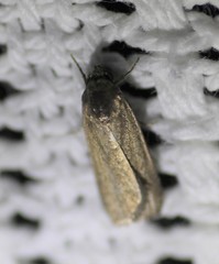 Athetiina