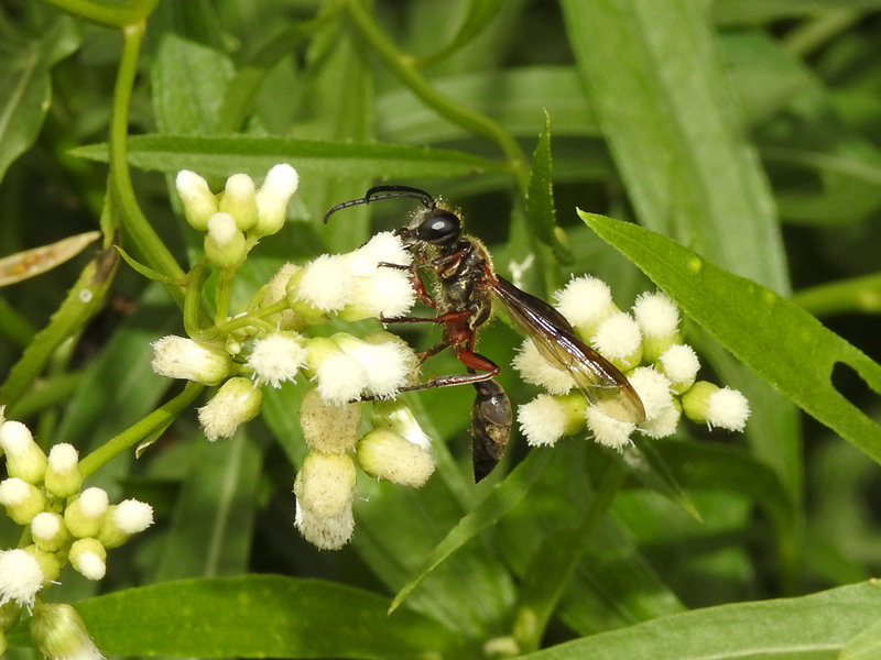 Isodontia laevipes