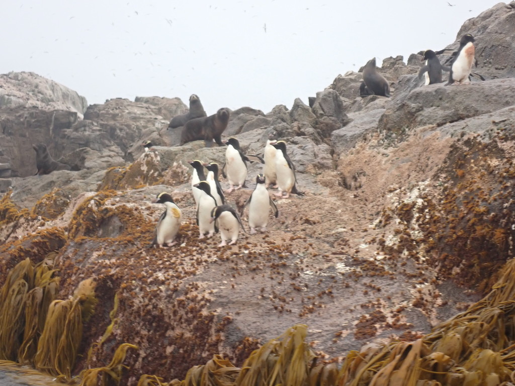 Erect-crested penguins gathered on rocks at the Bounty Islands