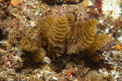 Crisularia turrita