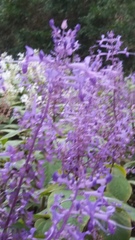 Plectranthus ecklonii