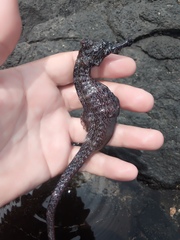 Hippocampus algiricus