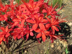 Brunsvigia marginata