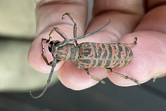 Cochliopalpus suturalis