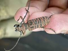 Cochliopalpus suturalis