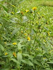 Bidens cernua