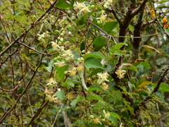 Clematis bonariensis