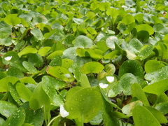 Hydrocharis dubia