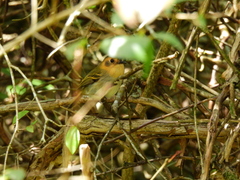 Poecilotriccus plumbeiceps