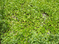 Hydrocharis dubia