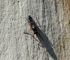 Phycus brunneus