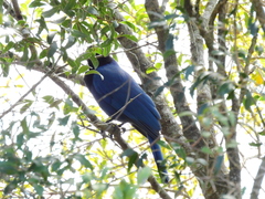 Cyanocorax caeruleus