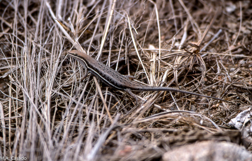 Variable Skink