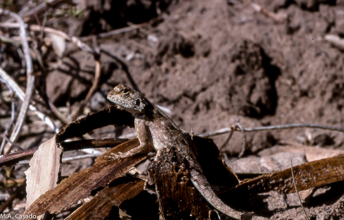 Mozambique Agama