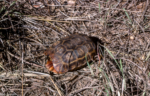 Speke's Hinge-back Tortoise