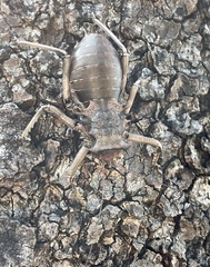 Enyaliopsis