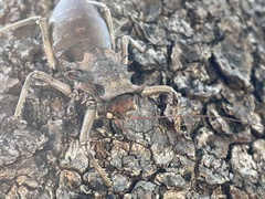Enyaliopsis