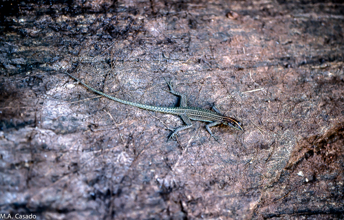 Platysaurus maculatus maculatus