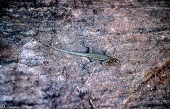 Platysaurus maculatus maculatus