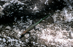 Platysaurus maculatus maculatus