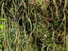 Lepismium cruciforme