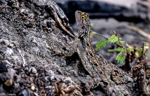 Mozambique Agama