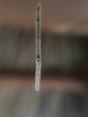 Miagrammopes mexicanus