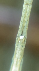 Miagrammopes mexicanus