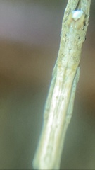 Miagrammopes mexicanus