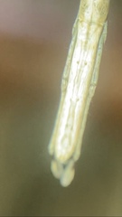 Miagrammopes mexicanus