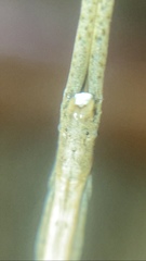 Miagrammopes mexicanus