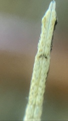 Miagrammopes mexicanus