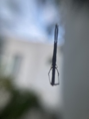 Miagrammopes mexicanus