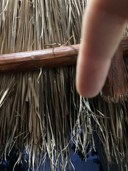 Miagrammopes mexicanus