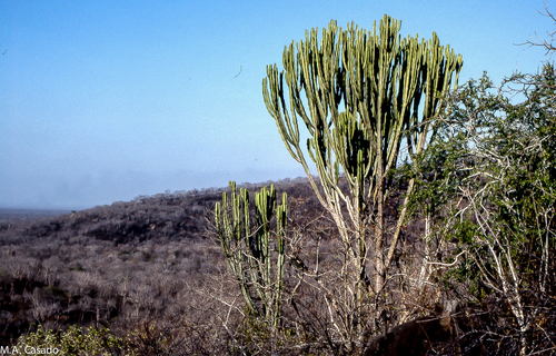 Common Tree Euphorbia