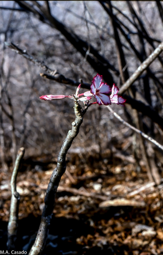 impala lily