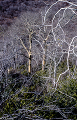 Sterculia quinqueloba