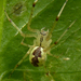 Hammock Spider - Photo (c) Rob Curtis, some rights reserved (CC BY-NC-SA), uploaded by Rob Curtis