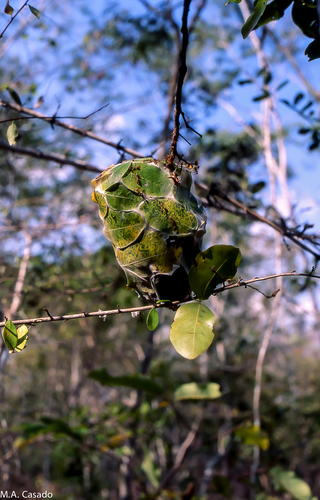 African Weaver Ant