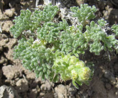 Artemisia spinescens