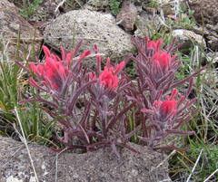 Castilleja angustifolia angustifolia