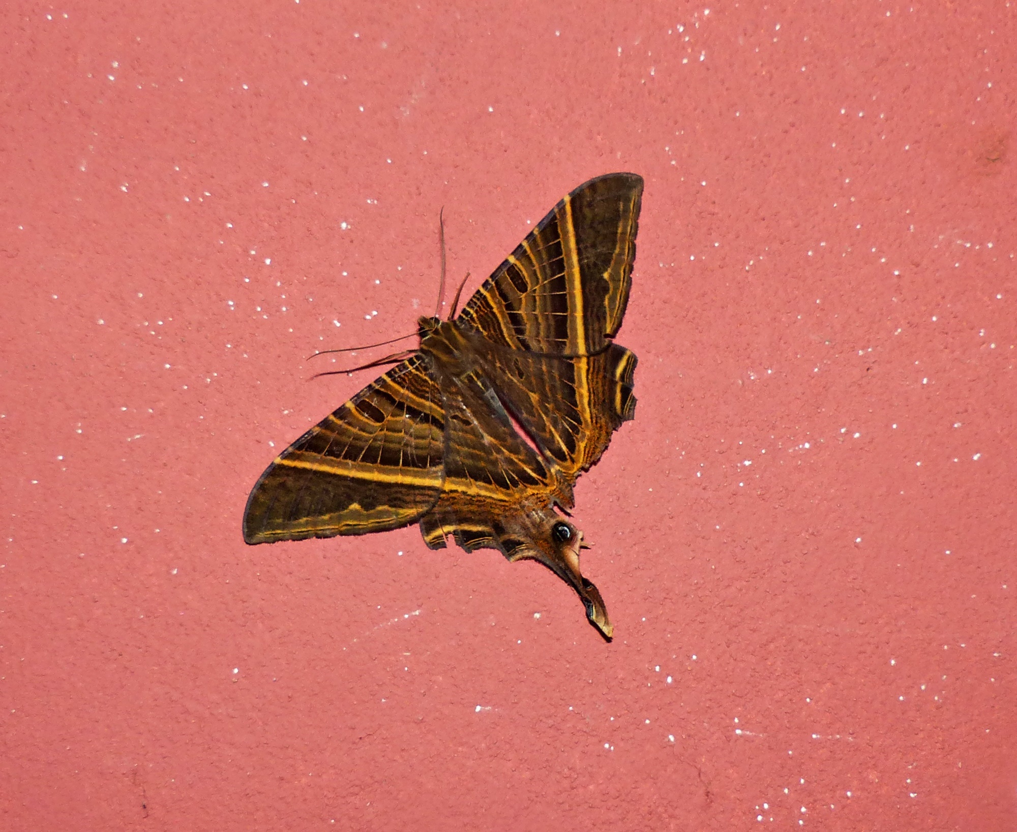 Nothus lunus Linnaeus, 1758