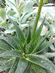 Gasteraloe beguinii