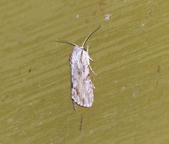 Prodeniini