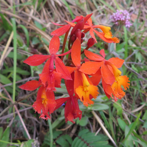 Epidendrum radicans