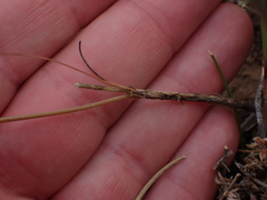 Bulbine filifolia