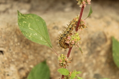 Polygonia egea