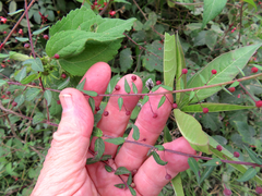 Lopezia hirsuta