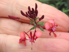 Lopezia hirsuta